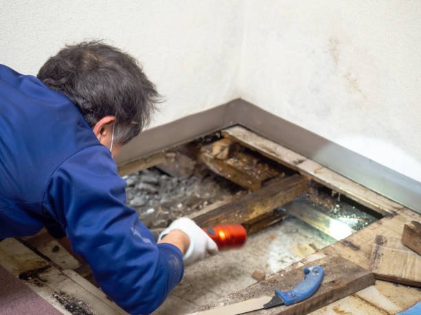  Wheeling, WV Mold Removal Pros