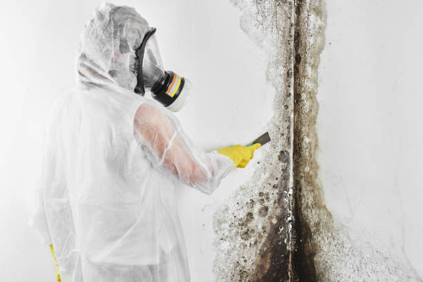 Best Mold Testing  in Wheeling, WV