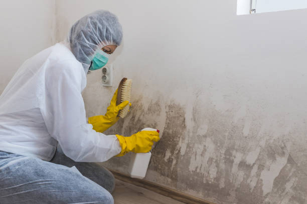 Best Crawl Space Mold Removal  in Wheeling, WV