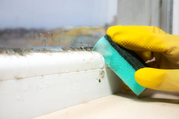 Trusted Wheeling, WV Mold Removal Experts