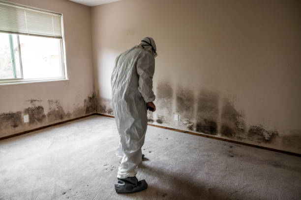 Best Local Mold Removal Service  in Wheeling, WV