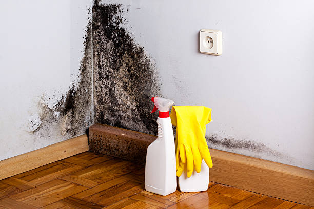 Best Professional Mold Removal  in Wheeling, WV