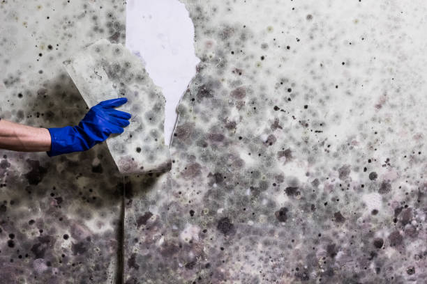 Best Emergency Mold Removal  in Wheeling, WV